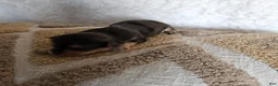 Mixed Breed dogs for sale: Chocolater Merle Bradley - Ad 4