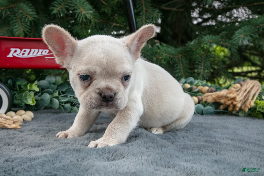 French Bulldog dogs for sale: Fritz - Ad 3