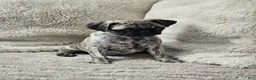Pug dogs for sale: Laynie - Ad 5