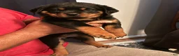 Rottweiler dogs for sale: Rottweiler 1 - Ad 3