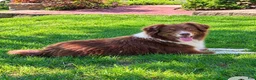 Aussiedoodle dogs for sale: Linus  - Ad 2