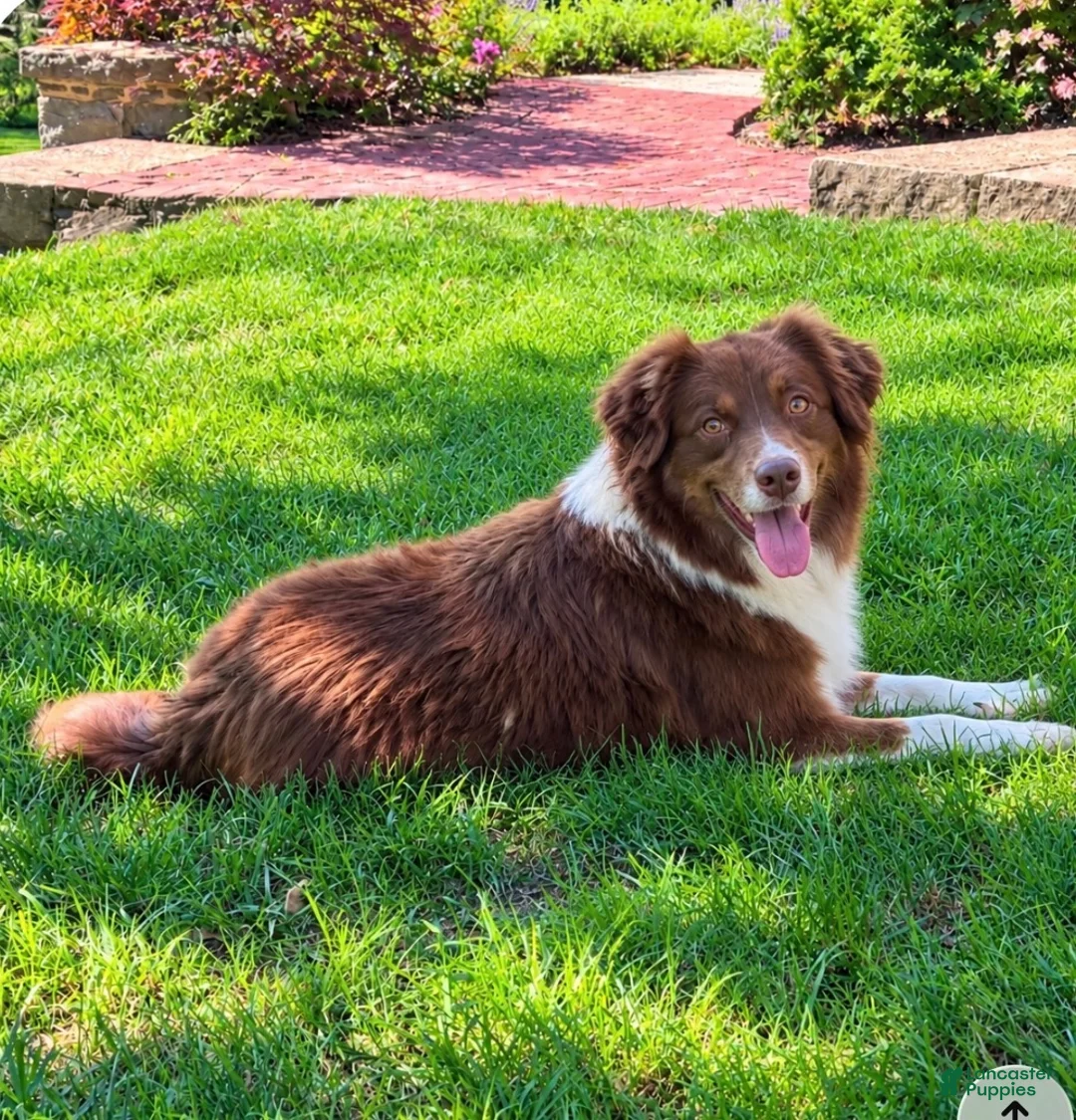 Aussiedoodle dogs for sale: Linus  - Ad 2