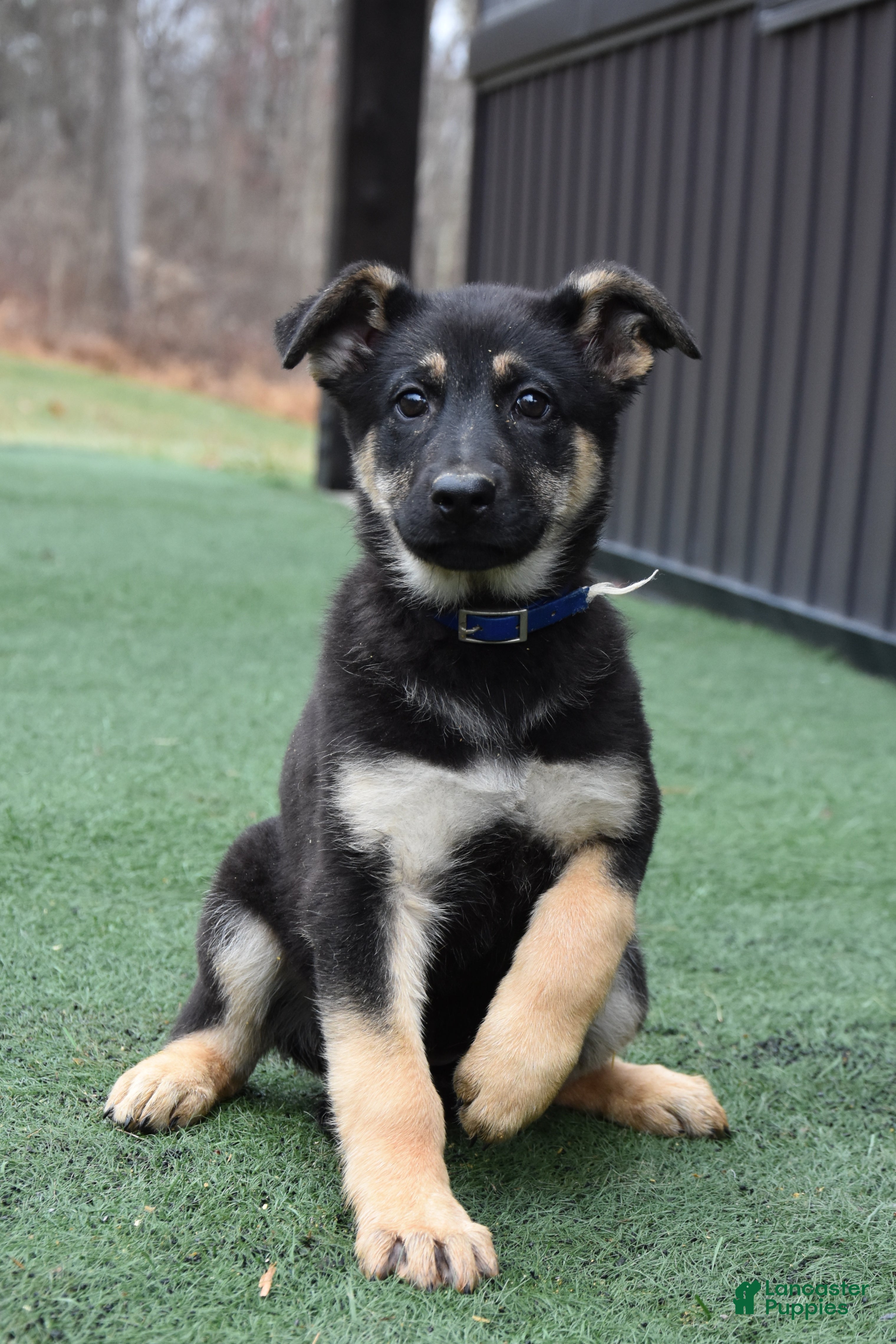 German Shepherd dogs Lilly - Ad 15