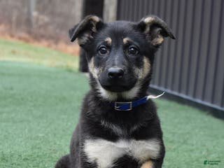 German Shepherd dogs Lilly - Ad 15