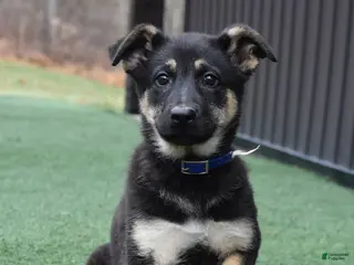 German Shepherd dogs Lilly - Ad 38