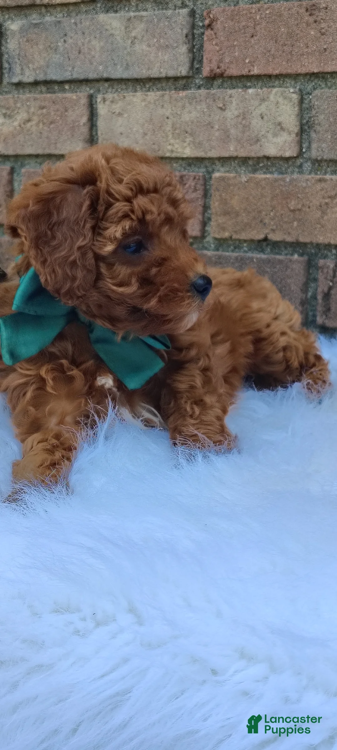 Mini Goldendoodle dogs for sale: Mary  - Ad 2