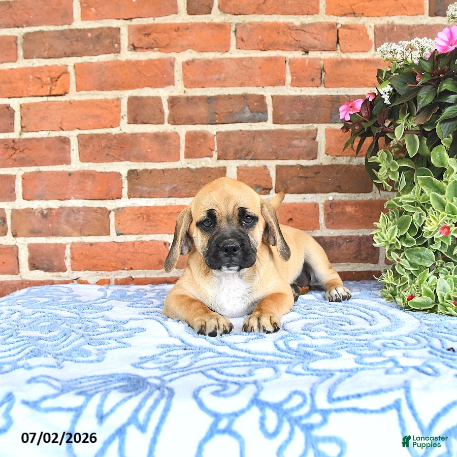 Puggle dogs Rosia - Ad 1
