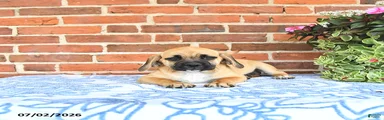 Rosia