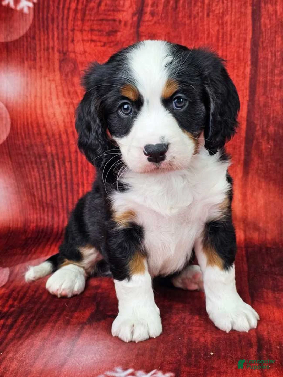 Miniature Bernese Mountain Dog dogs for sale: Mason - Ad 1