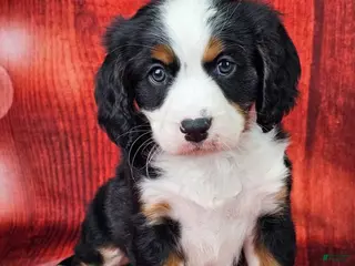 Miniature Bernese Mountain Dog dogs Mason - Ad 8