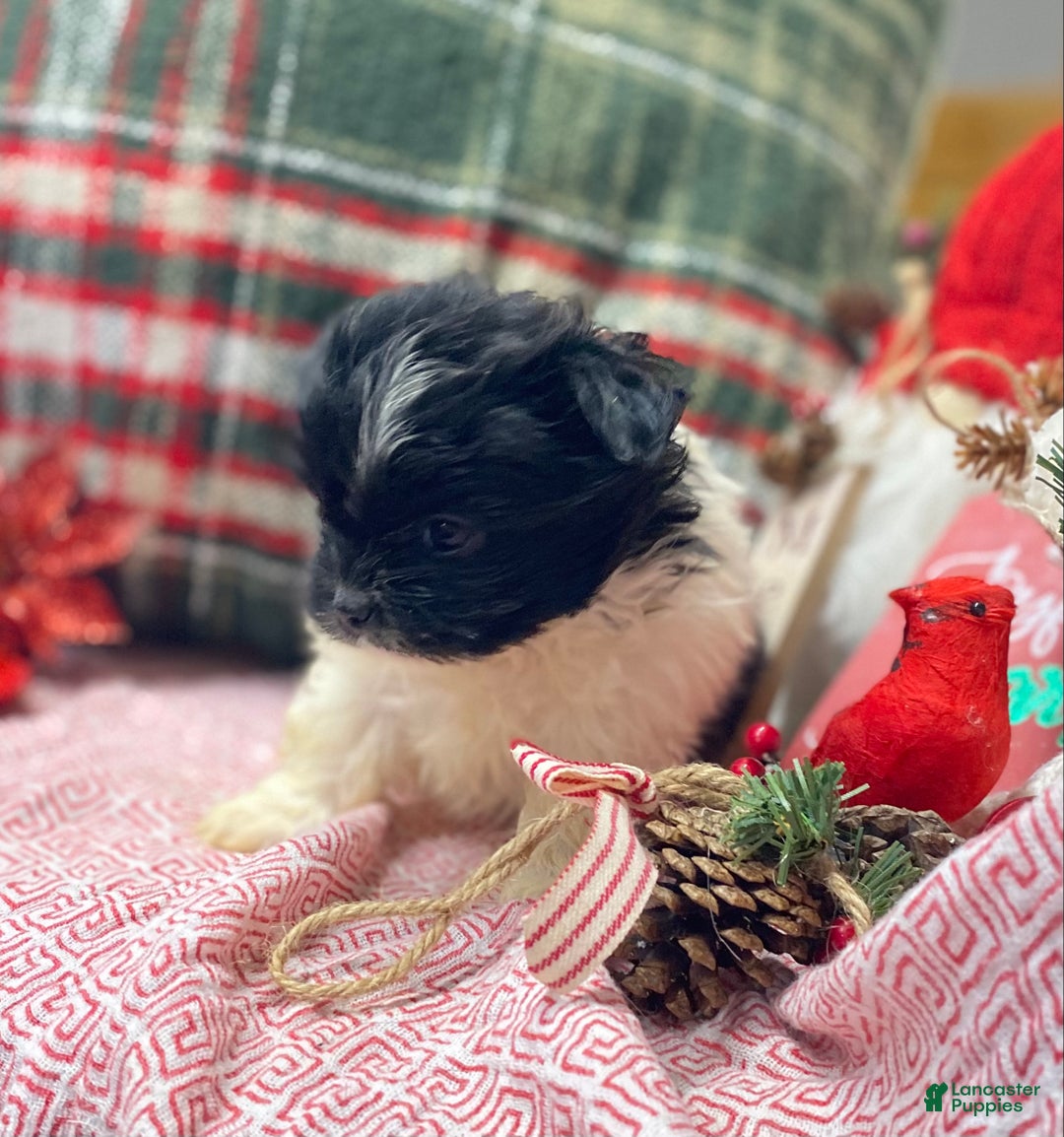 Mixed Breed dogs for sale: Mixed Breed Puppy 1 - Ad 8