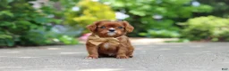 Cavalier King Charles Spaniel dogs for sale: George - Ad 4