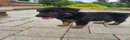 German Shepherd dogs for sale: Cassie - Ad 4