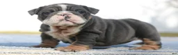 English Bulldog dogs for sale: English Bulldog Puppy 4 - Ad 3