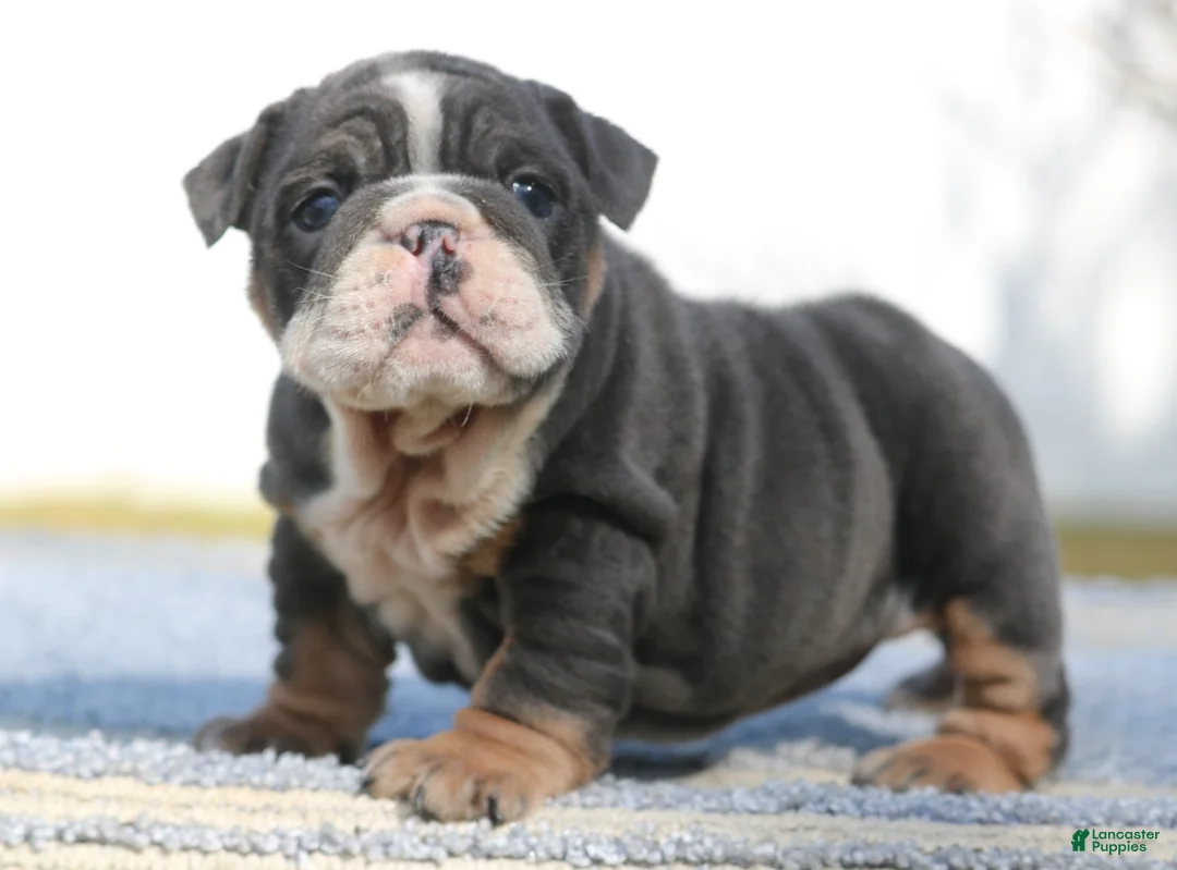 English Bulldog dogs for sale: English Bulldog Puppy 4 - Ad 3