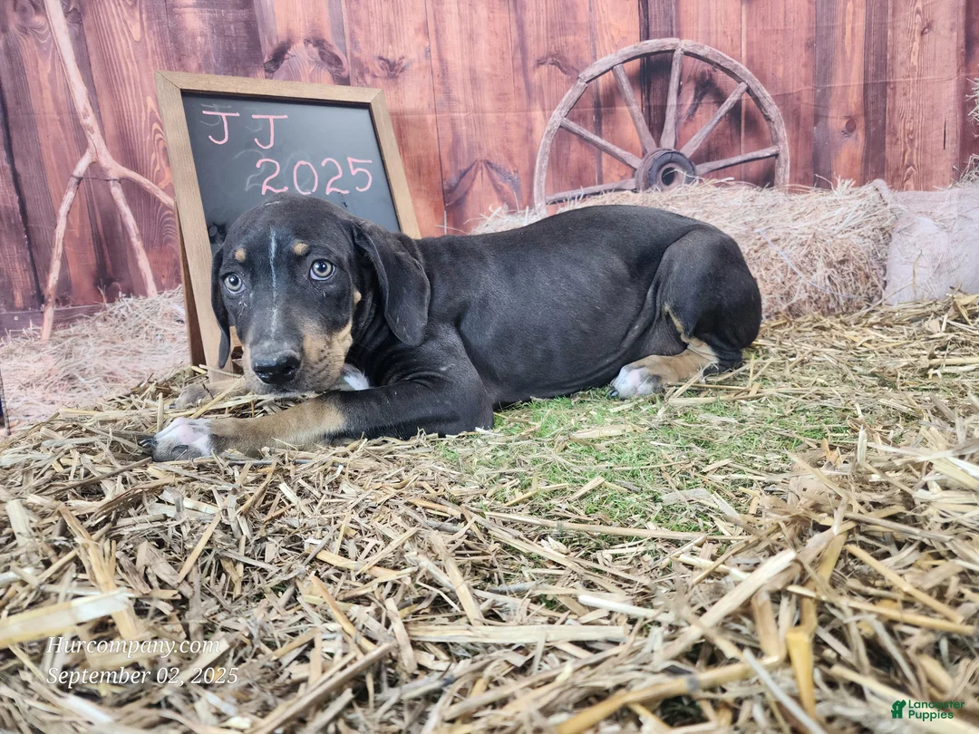 Catahoula Leopard Dog dogs for sale: JJ 2025 Female 1 "Mittens" - Ad 3