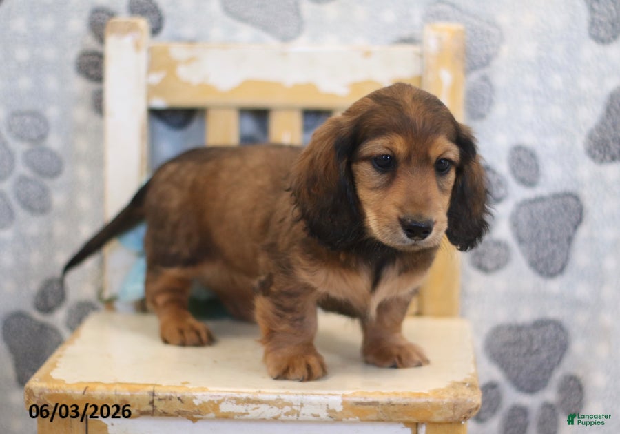 Miniature Dachshund dogs for sale: Zeke - Ad 2