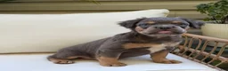 French Bulldog dogs for sale: Cash - Ad 6