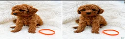 Mini Goldendoodle dogs for sale: Max orange collar - Ad 3