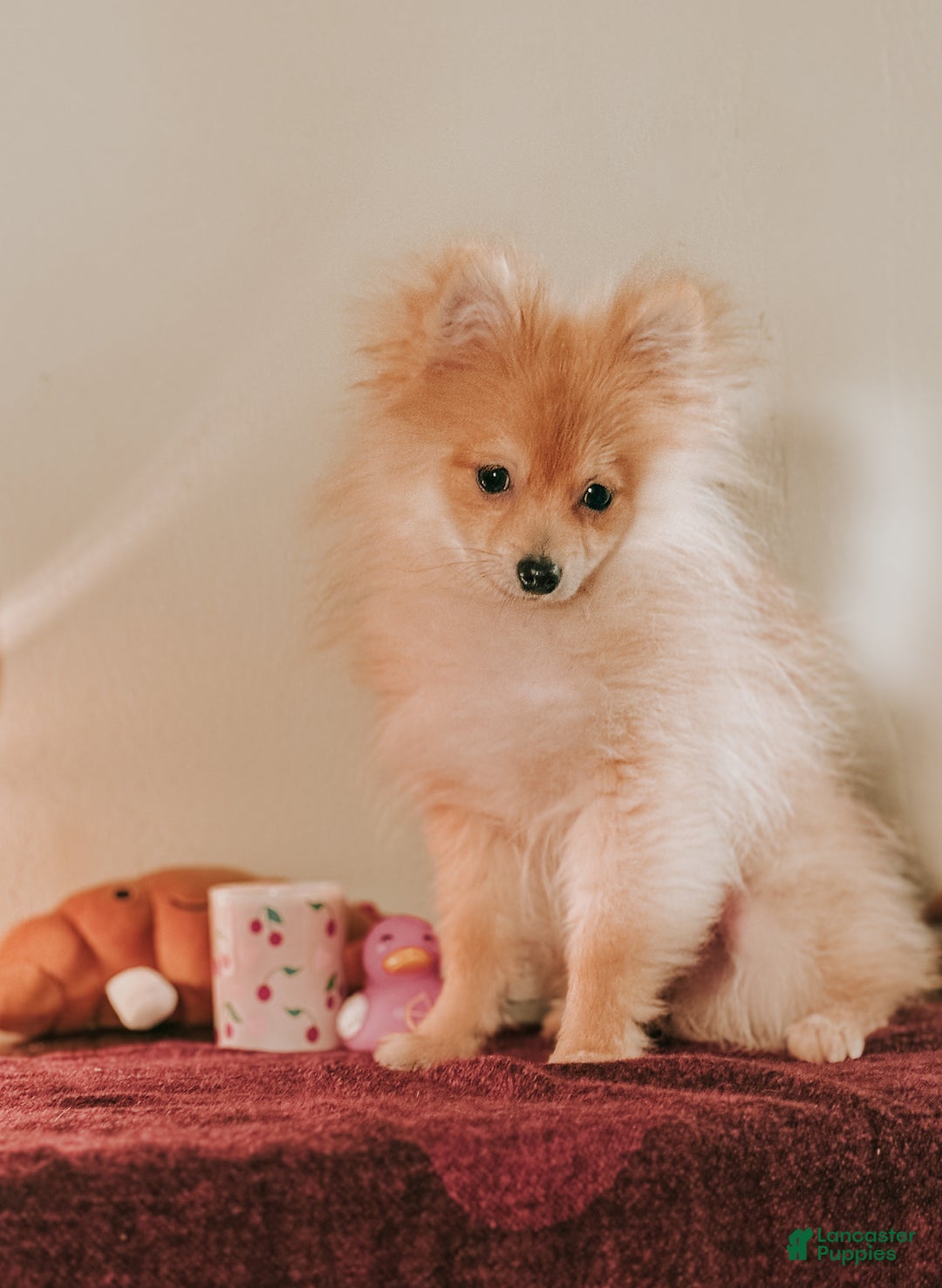 Pomeranian dogs for sale: Luxio - Ad 4