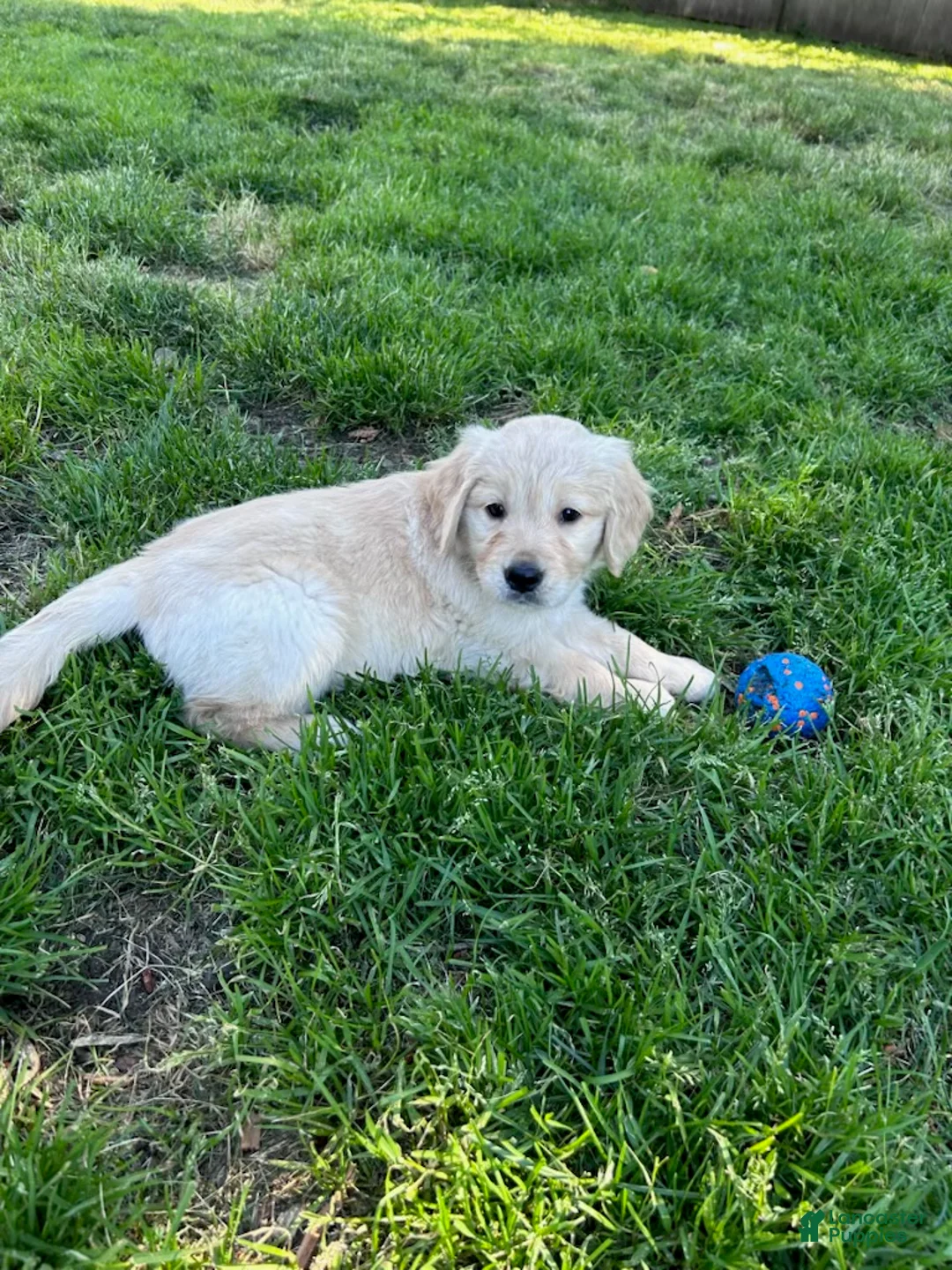 Golden Retriever dogs for sale: Max - Ad 1