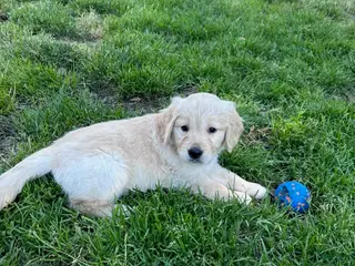 Golden Retriever dogs for sale: Max - Ad 2