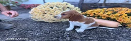 Welsh Springer Spaniel dogs for sale: Lemon - Ad 13