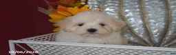 Maltipoo dogs for sale: Ralph - Ad 4