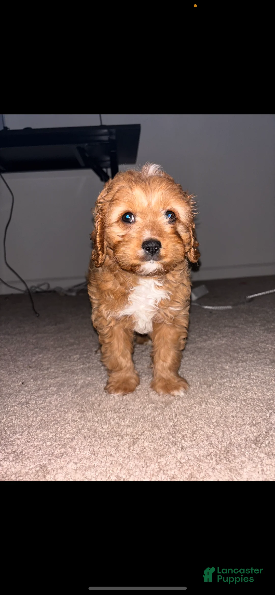 Cavapoo dogs for sale: Cavapoo Puppy 5 - Ad 2