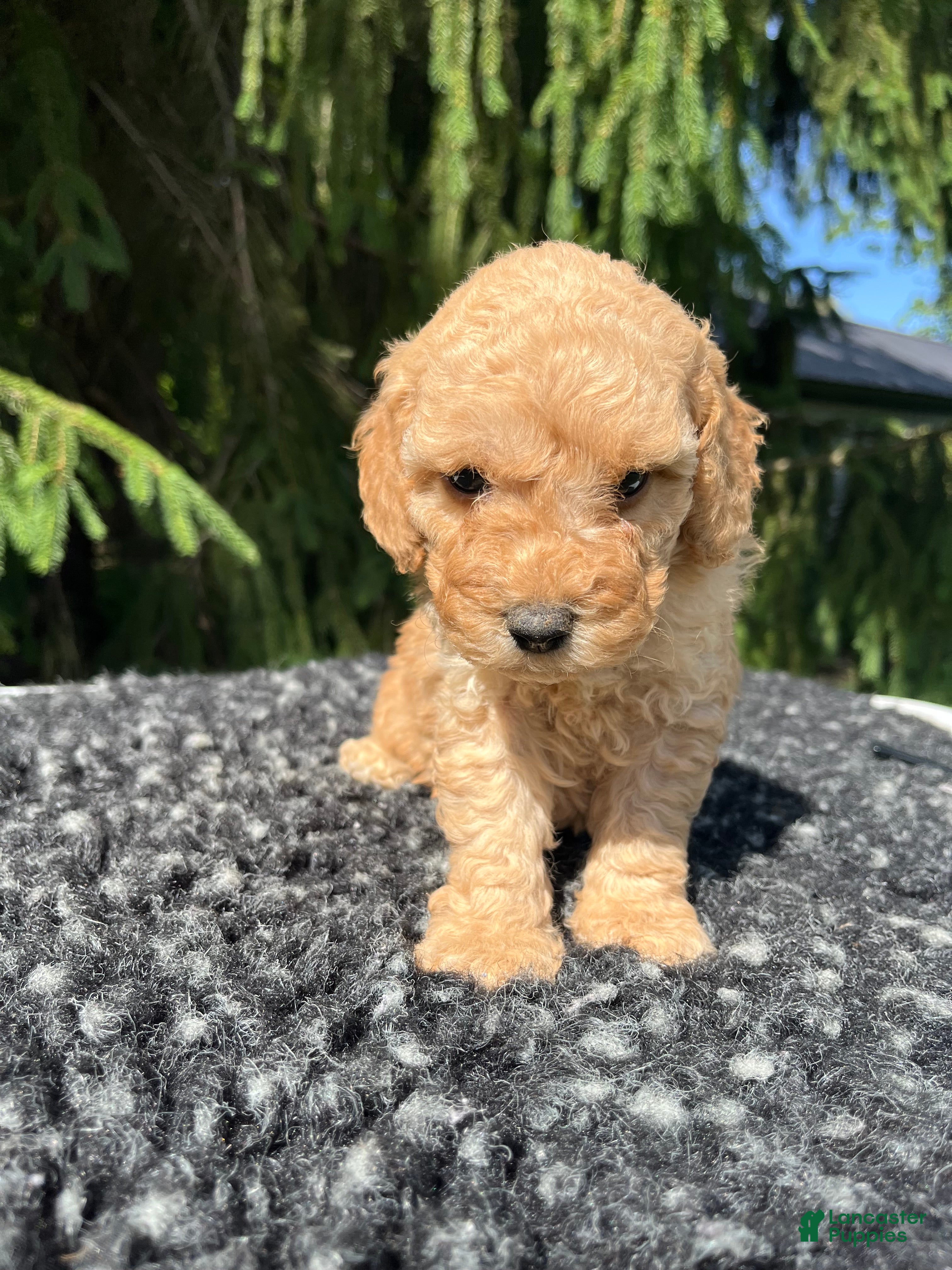 Mini Goldendoodle dogs for sale: Charley  - Ad 1