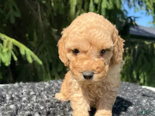 Mini Goldendoodle dogs for sale: Charley - Ad 1