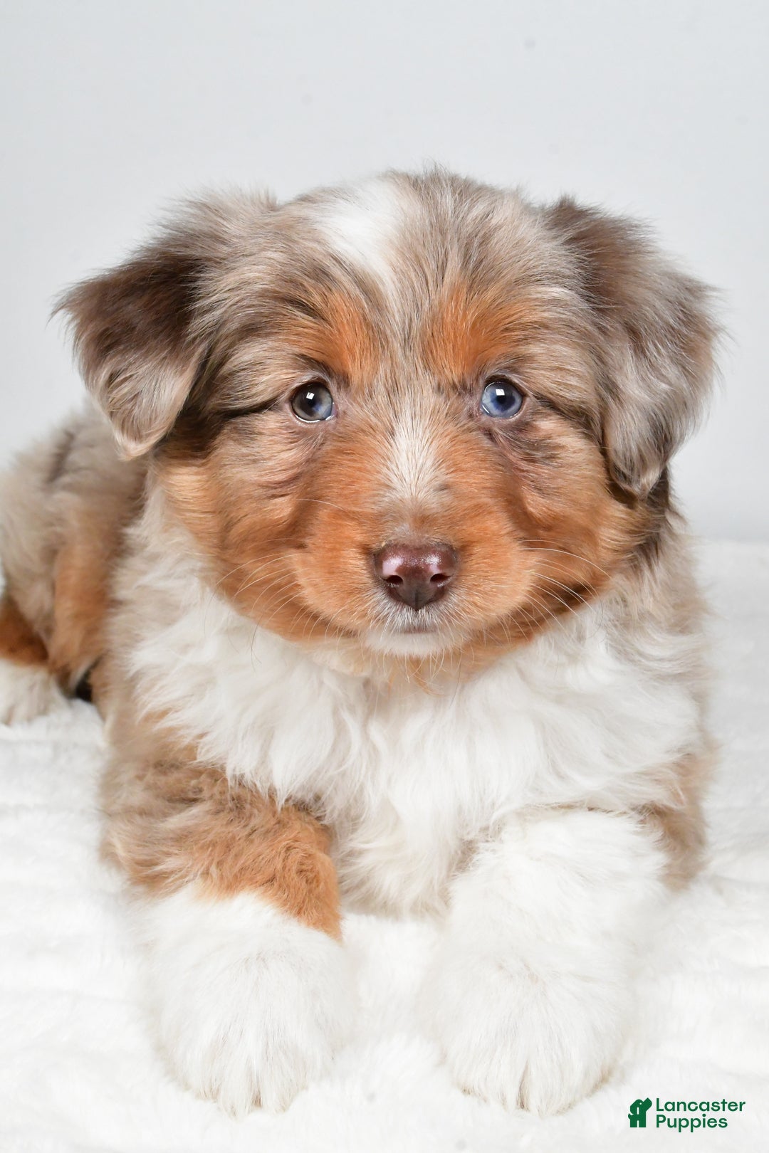 Miniature Australian Shepherd dogs for sale: Rita - Ad 5