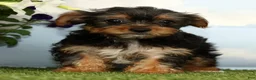 Yorkshire Terrier dogs for sale: Kayla - Ad 2