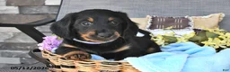 Miniature Dachshund dogs for sale: Buddy - Ad 1