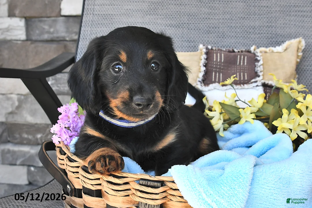 Miniature Dachshund dogs for sale: Buddy - Ad 1