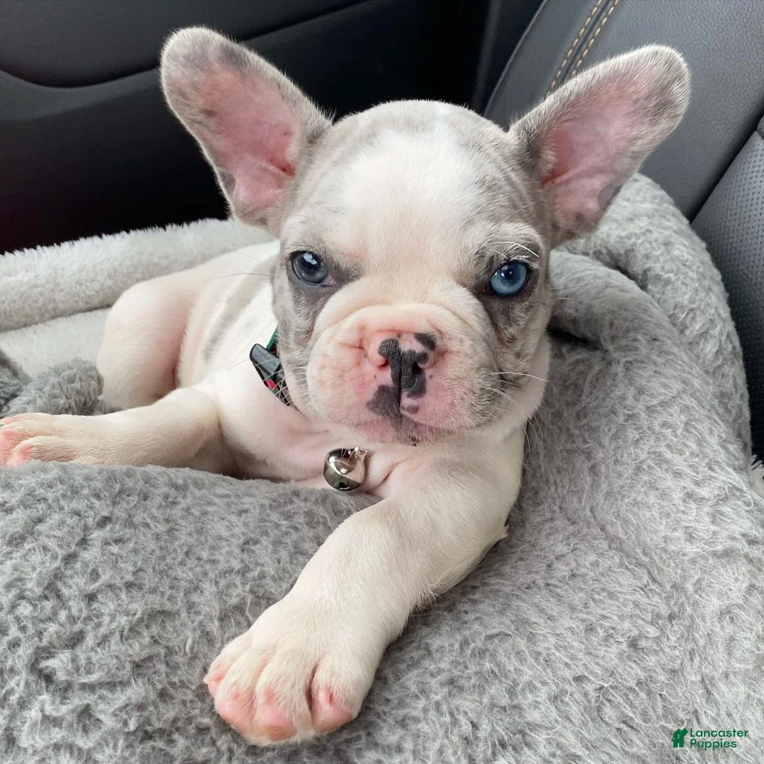 French Bulldog dogs for sale: Brutus - Ad 1