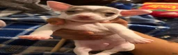 Chihuahua dogs for sale: Casper - Ad 9