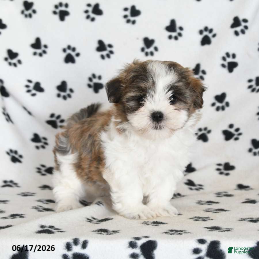 Malshi dogs Roo   - Ad 2