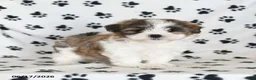 Malshi dogs for sale: Roo   - Ad 2