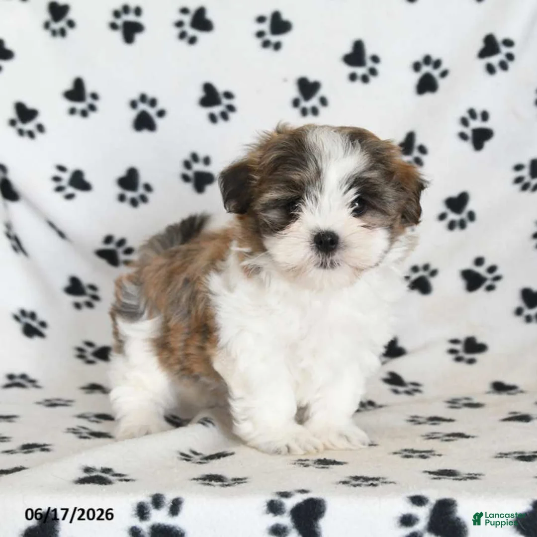 Malshi dogs for sale: Roo   - Ad 2