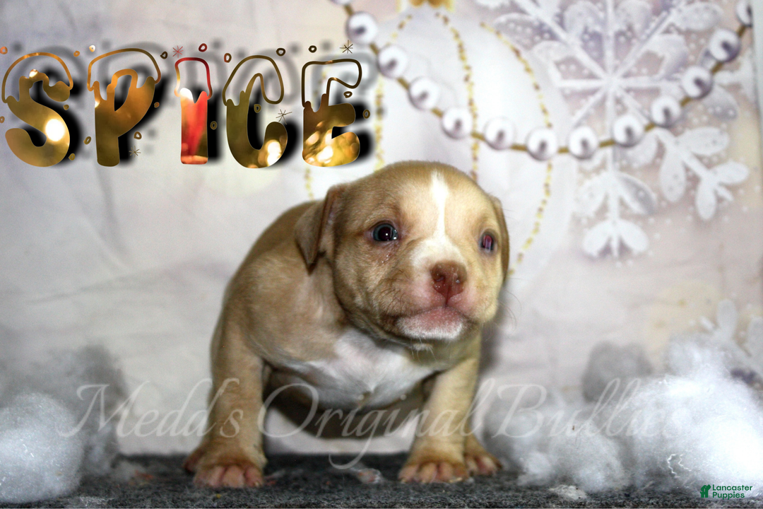 American Bully dogs for sale: Raven - Ad 14