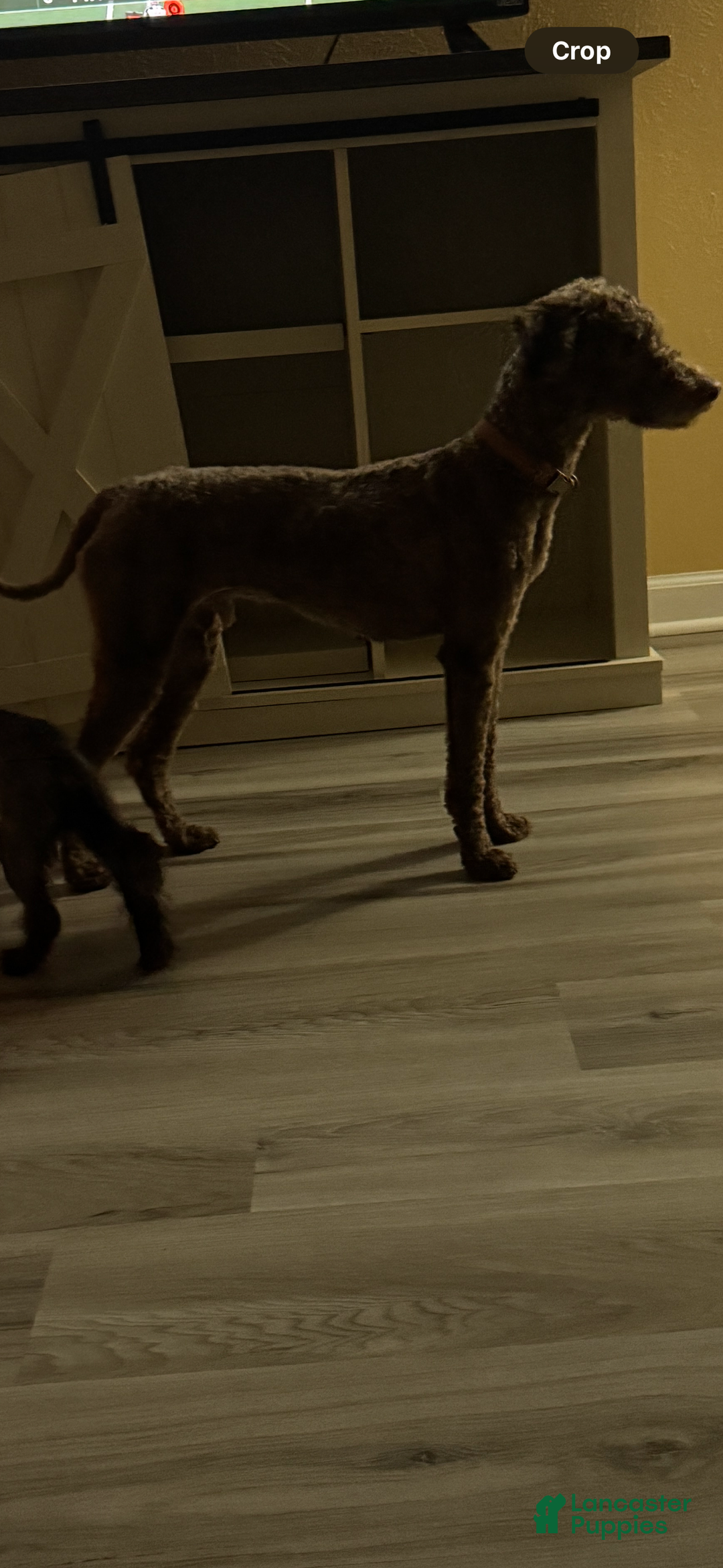 Miniature Poodle dogs for sale: Bodie - Ad 4