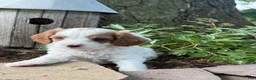 Cavapoo dogs for sale: Casper  - Ad 21