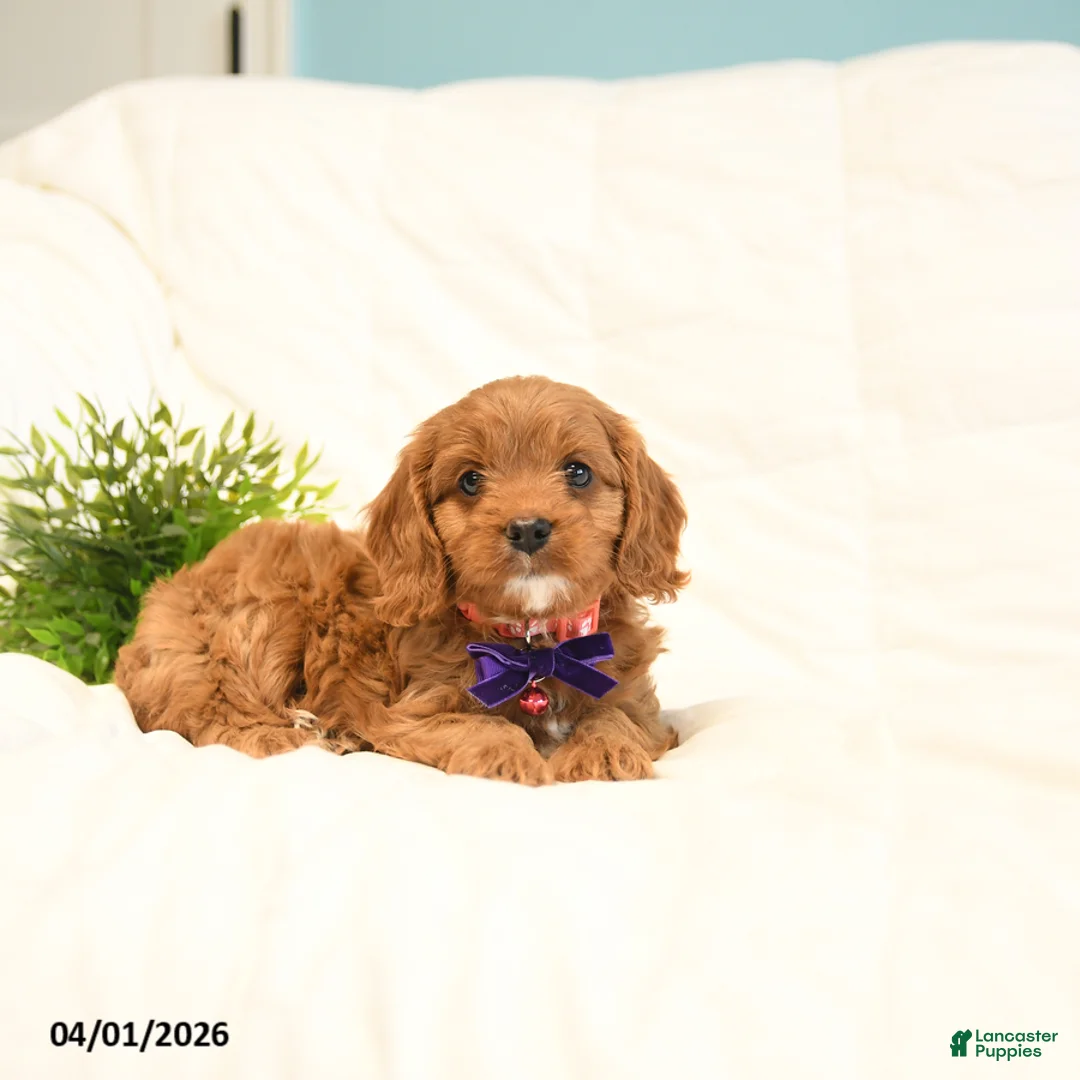 Cavapoo dogs for sale: Tulip - Ad 1