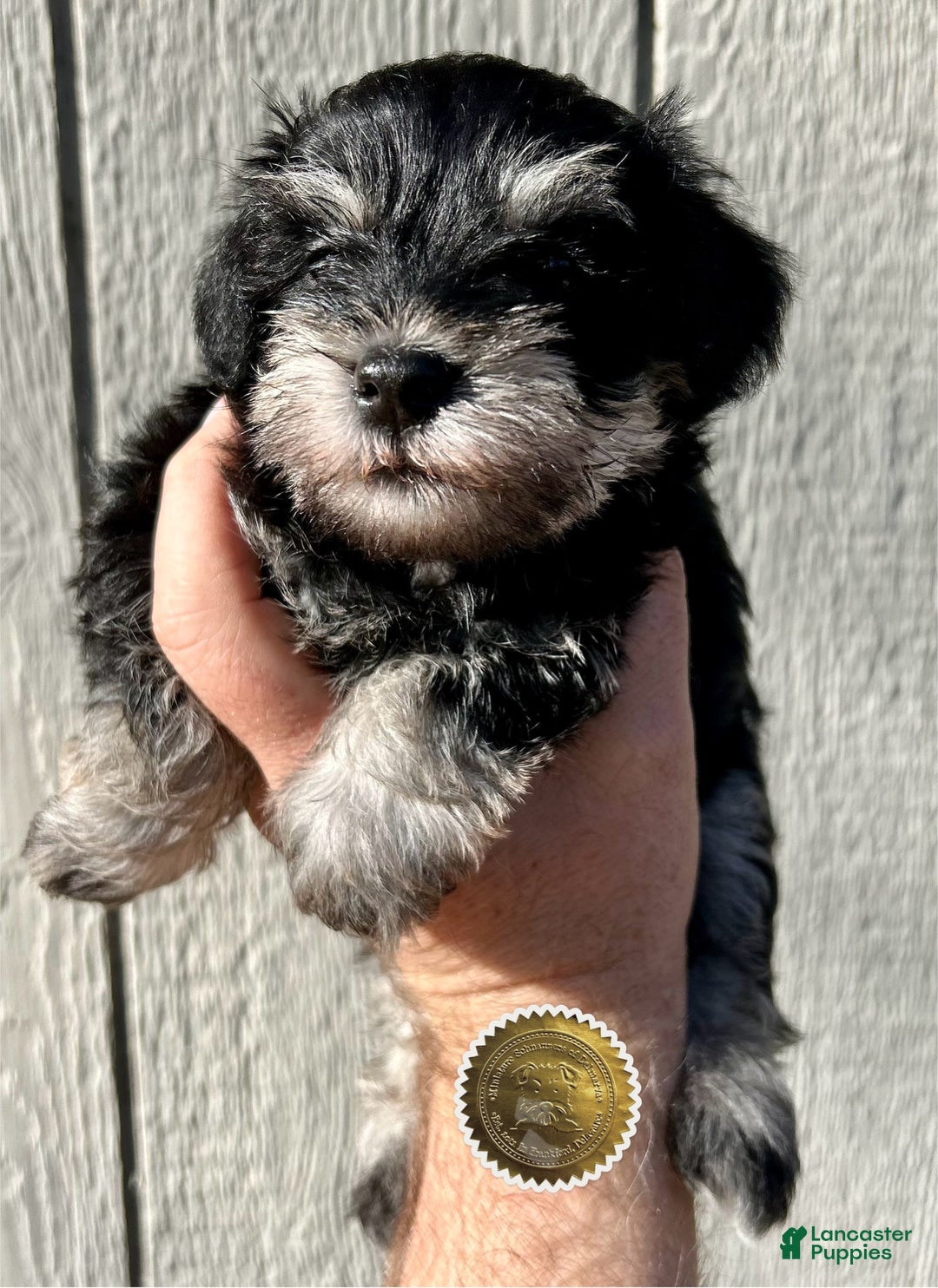 Miniature Schnauzer dogs for sale: ROSIE - Ad 24