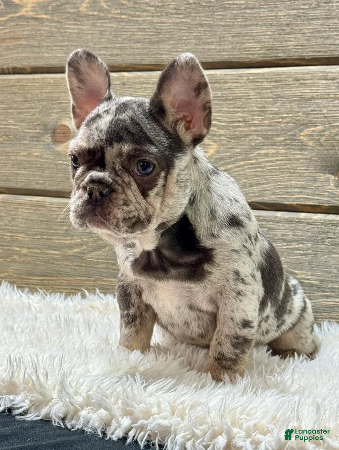 French Bulldog dogs for sale: Mercedes  - Ad 2