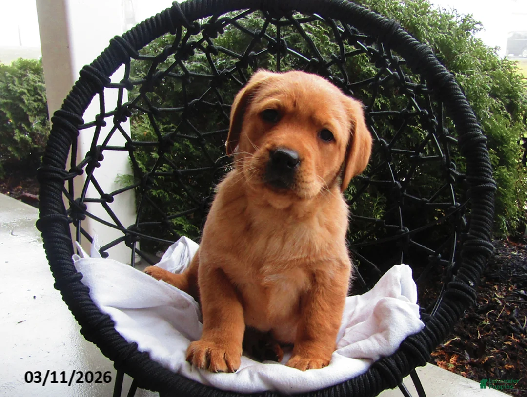Labrador Retriever dogs for sale: Kelly - Ad 2