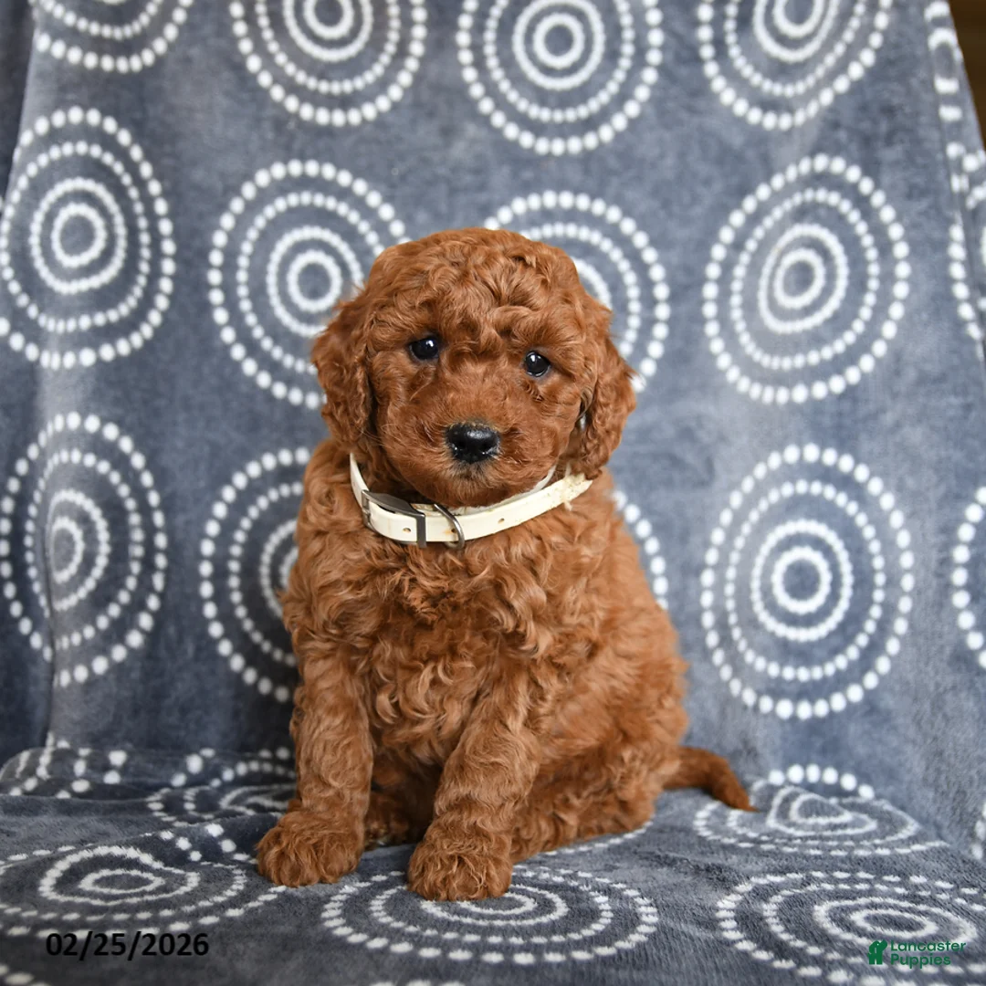 Mini Goldendoodle dogs for sale: Blaze - Ad 1