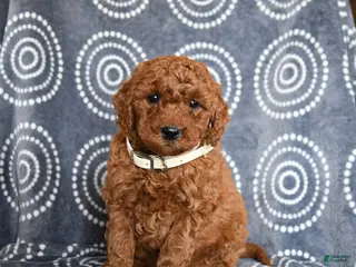 Mini Goldendoodle dogs for sale: Blaze - Ad 3
