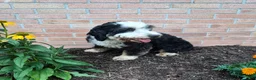 Mini Bernedoodle dogs for sale: Missy - Ad 4